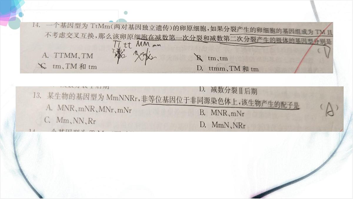 2023届高三一轮复习生物：自由组合课件第1页