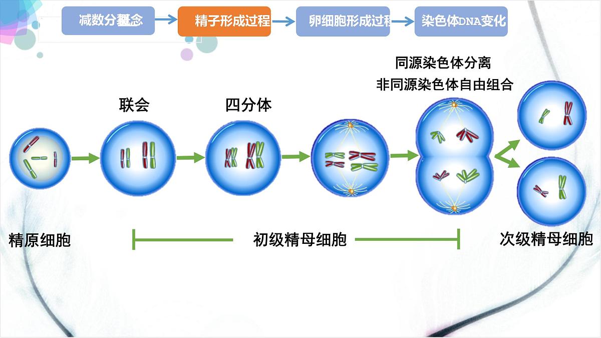 2023届高三一轮复习生物：自由组合课件第2页