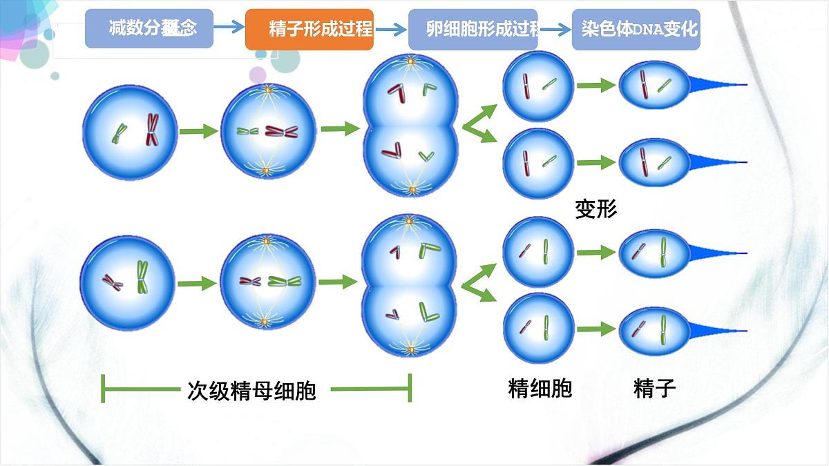 2023届高三一轮复习生物：自由组合课件第3页