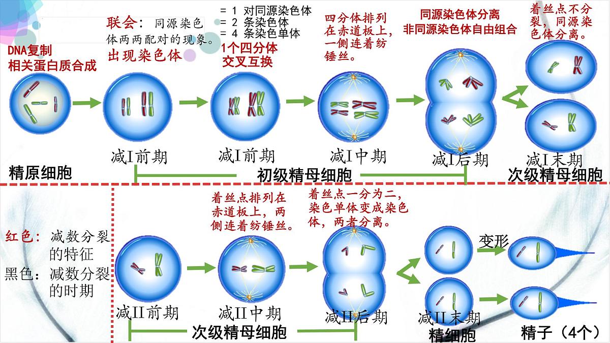 2023届高三一轮复习生物：自由组合课件第4页