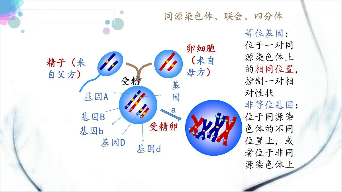 2023届高三一轮复习生物：自由组合课件第5页