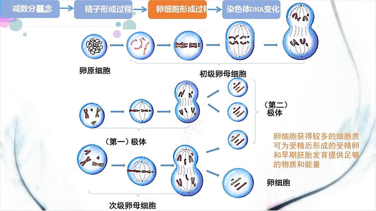 2023届高三一轮复习生物：自由组合课件第6页