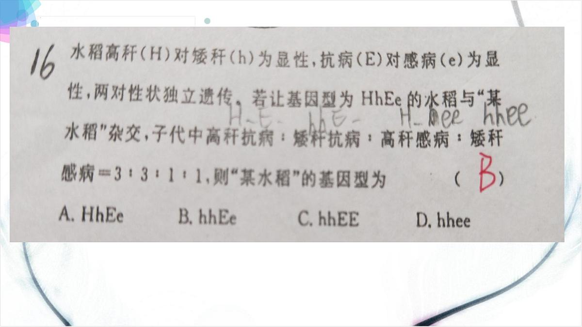 2023届高三一轮复习生物：自由组合课件第7页