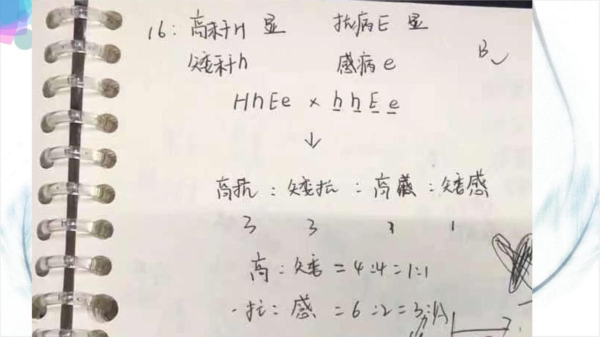 2023届高三一轮复习生物：自由组合课件第8页