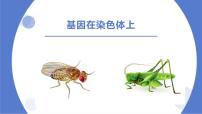 2022届高三生物一轮复习课件：基因在染色体上、伴性遗传和人类遗传病