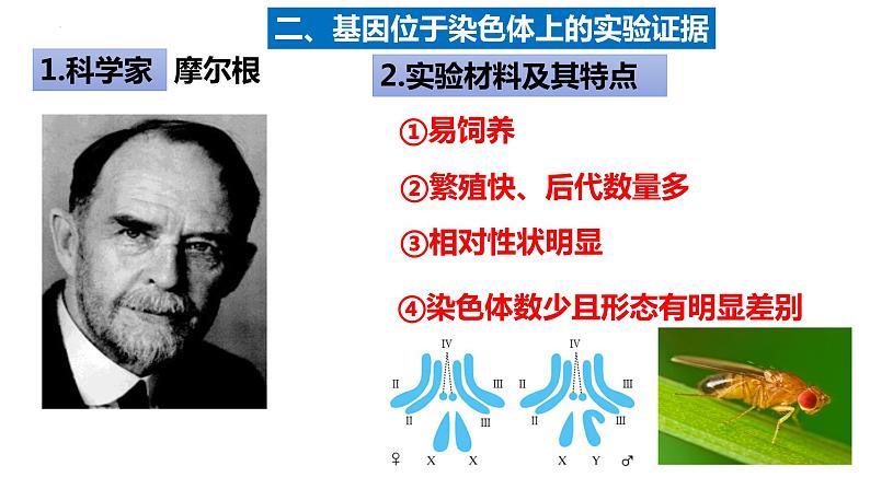 2022届高三生物一轮复习课件：基因在染色体上、伴性遗传和人类遗传病第4页