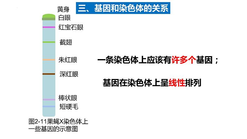 2022届高三生物一轮复习课件：基因在染色体上、伴性遗传和人类遗传病第7页