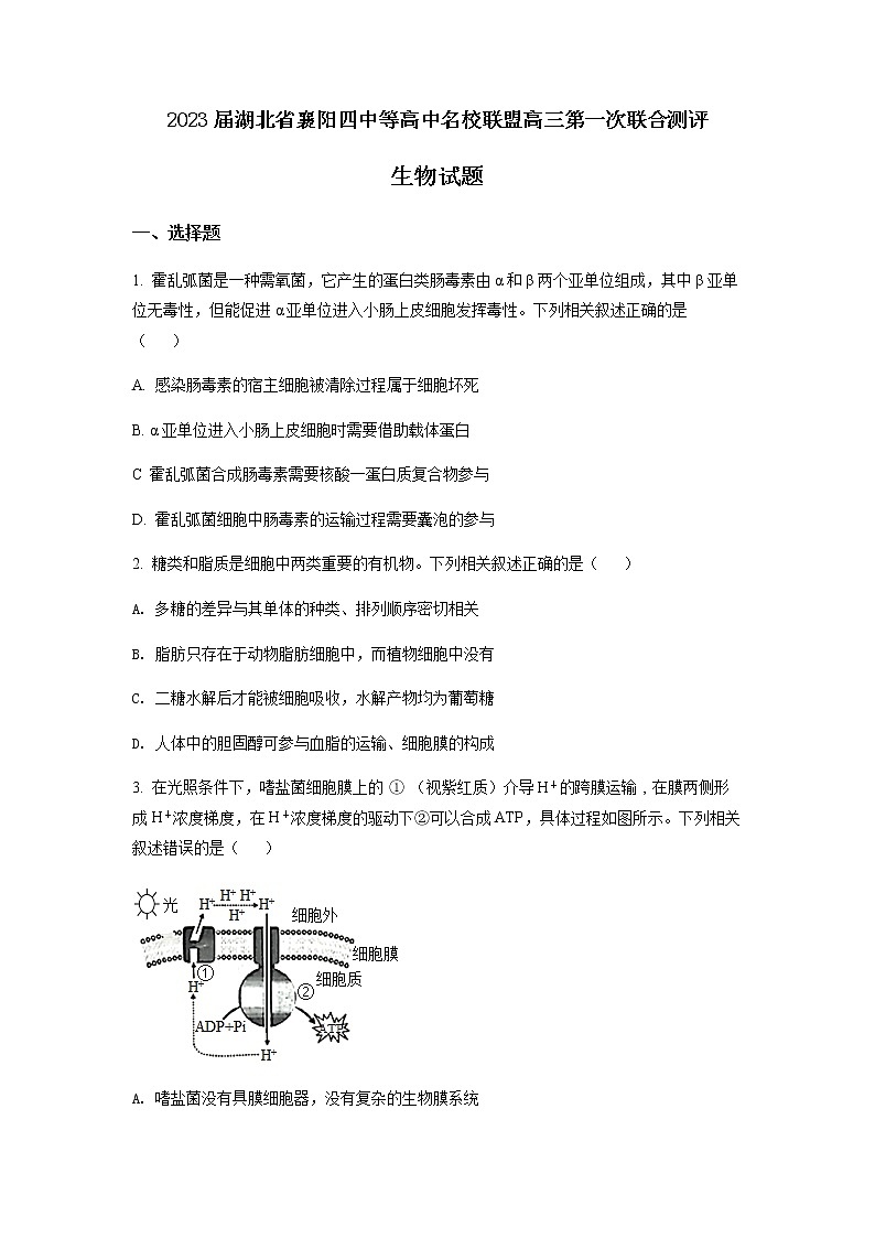 2023届湖北省襄阳四中等高中名校联盟高三第一次联合测评生物试题含答案第1页