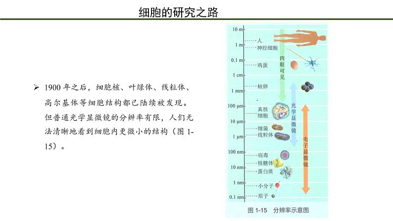 第3节   细胞是生物体结构的基本单位 课件04