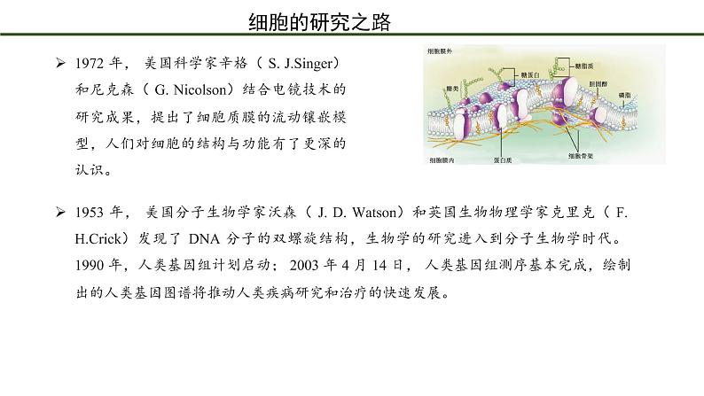 第3节   细胞是生物体结构的基本单位 课件06