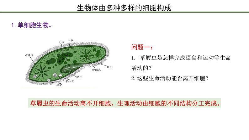 第3节   细胞是生物体结构的基本单位 课件08