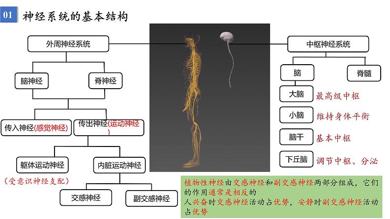 2023届高三生物一轮复习课件：神经调节的结构基础及基本方式第2页