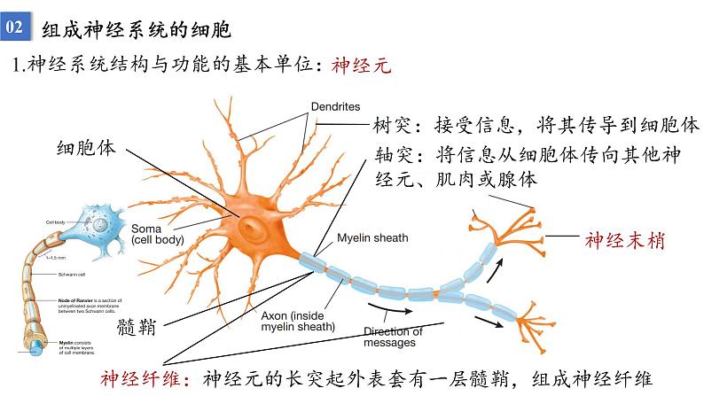 2023届高三生物一轮复习课件：神经调节的结构基础及基本方式第3页