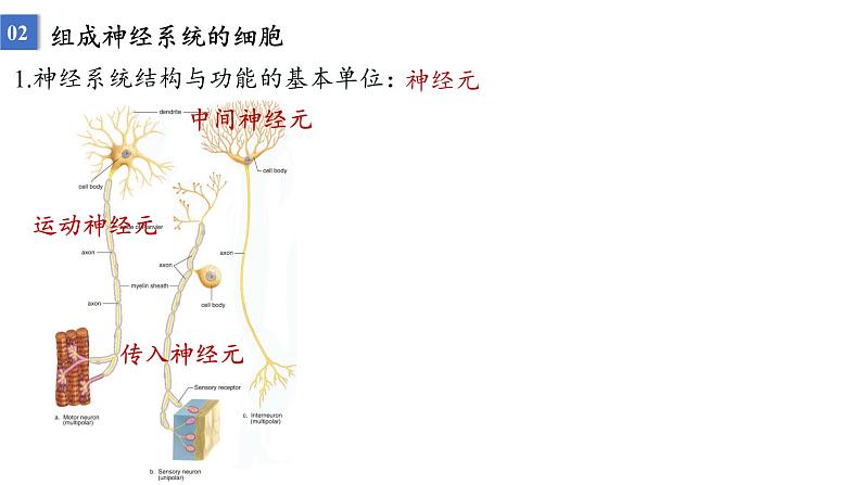 2023届高三生物一轮复习课件：神经调节的结构基础及基本方式第4页