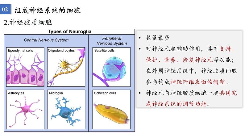 2023届高三生物一轮复习课件：神经调节的结构基础及基本方式第5页