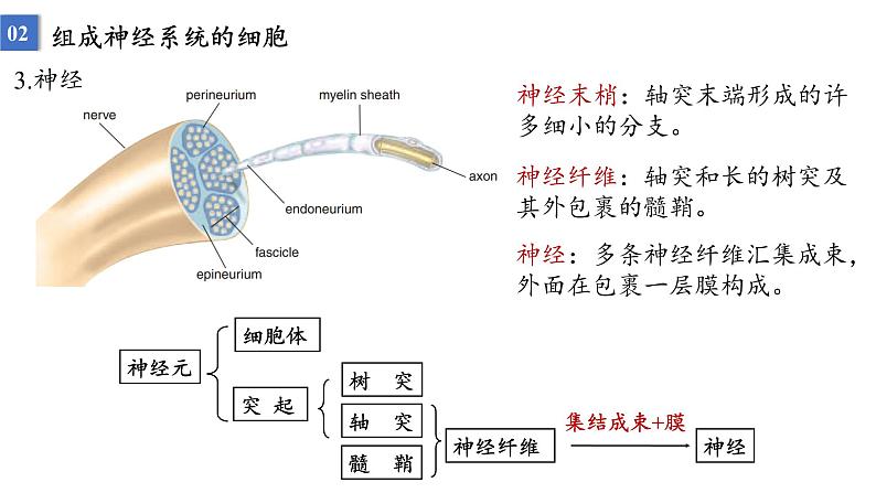 2023届高三生物一轮复习课件：神经调节的结构基础及基本方式第6页