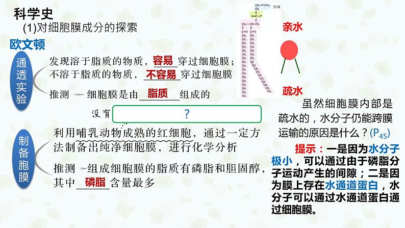 2022届高三生物一轮复习课件：细胞膜与细胞核06