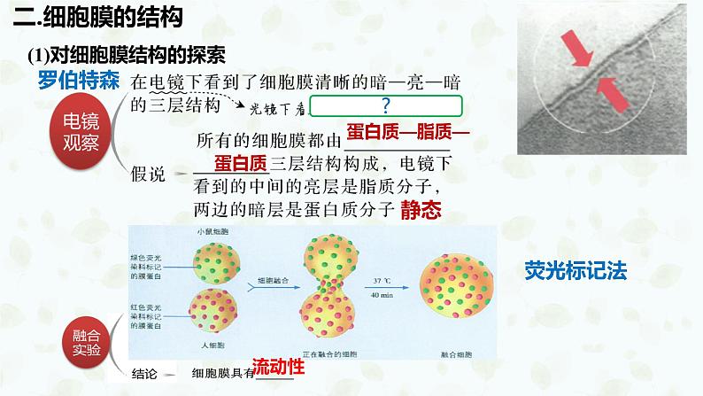 2022届高三生物一轮复习课件：细胞膜与细胞核08