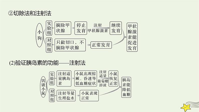 人教版高中生物选择性必修一微专题二有关动物激素的实验探究课件第5页