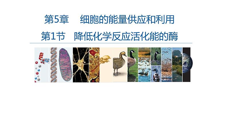 高中生物必修一 5.1降低化学反应活化能的酶 课件-2021-2022学年高一上学期01