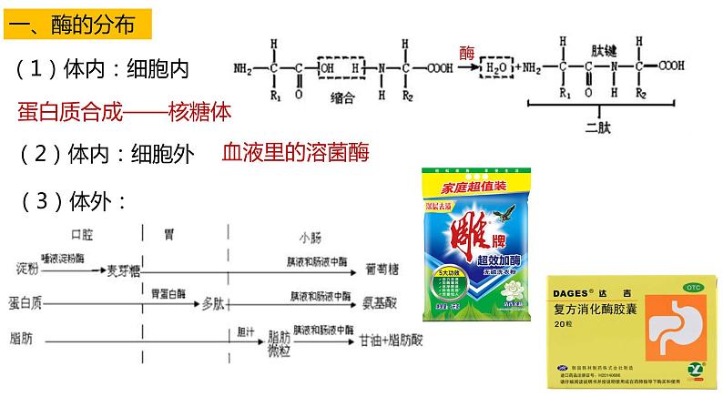 高中生物必修一 5.1降低化学反应活化能的酶 课件-2021-2022学年高一上学期03