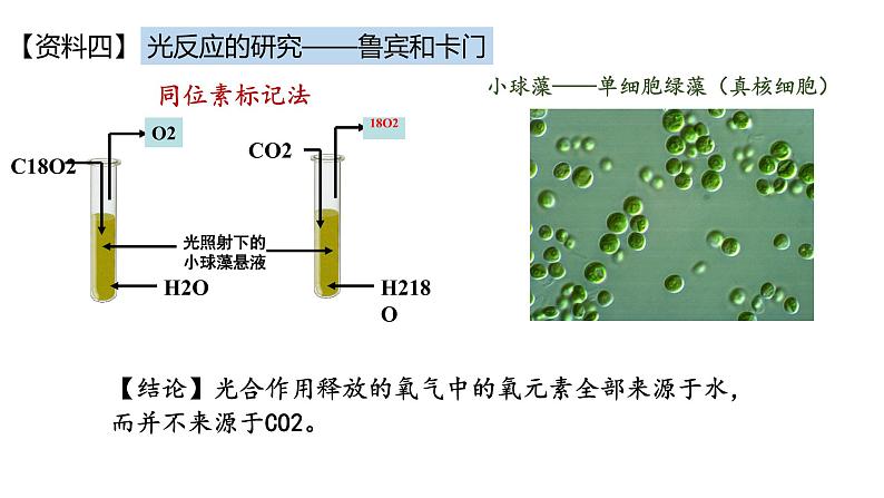 高中生物必修一 5.4光合作用与能量转化(2) 课件-2021-2022学年高一上学期第6页