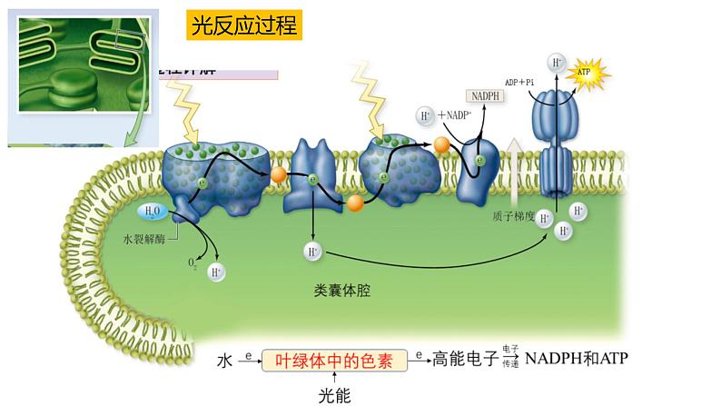 高中生物必修一 5.4光合作用与能量转化(2) 课件-2021-2022学年高一上学期第8页