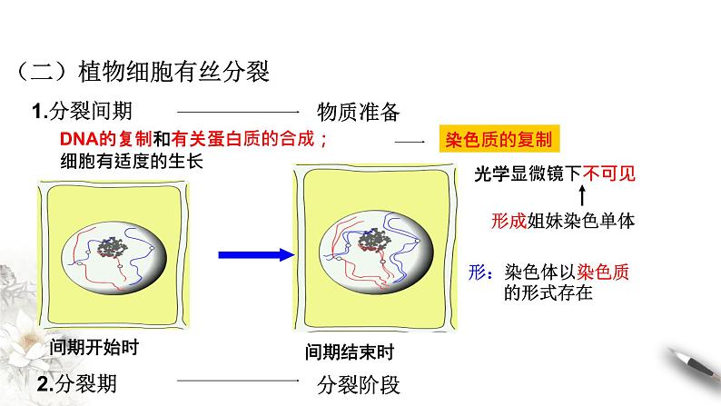 高中生物必修一 6.1.2 细胞增殖 课件(共21张)第2页