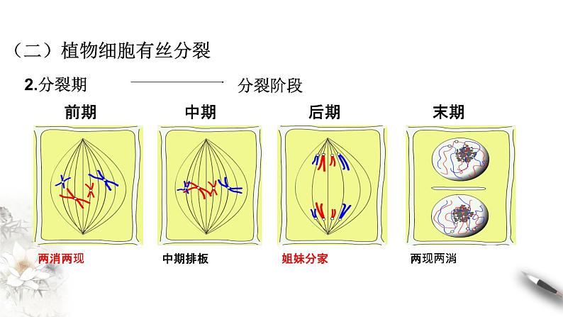 高中生物必修一 6.1.2 细胞增殖 课件(共21张)第3页