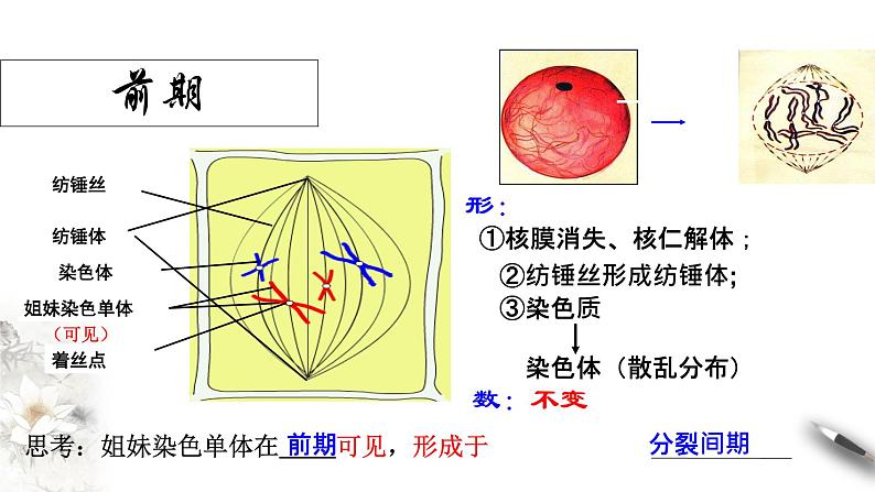 高中生物必修一 6.1.2 细胞增殖 课件(共21张)第4页