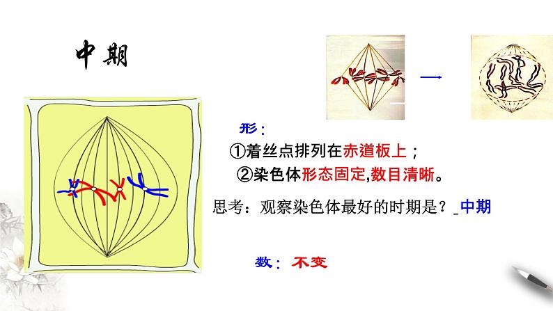 高中生物必修一 6.1.2 细胞增殖 课件(共21张)第5页