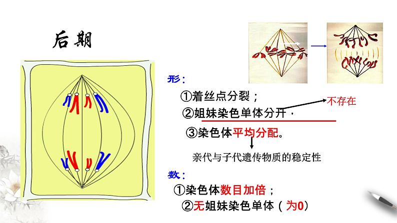 高中生物必修一 6.1.2 细胞增殖 课件(共21张)第6页