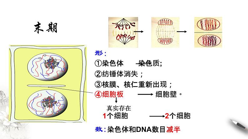 高中生物必修一 6.1.2 细胞增殖 课件(共21张)第7页