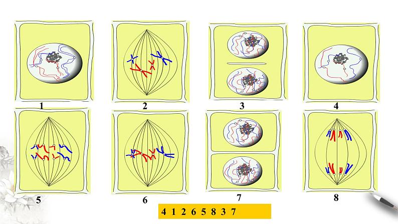 高中生物必修一 6.1.2 细胞增殖 课件(共21张)第8页