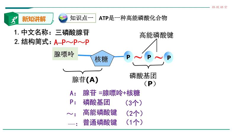 高中生物必修一 5.2细胞中的能量货币ATP 课件04