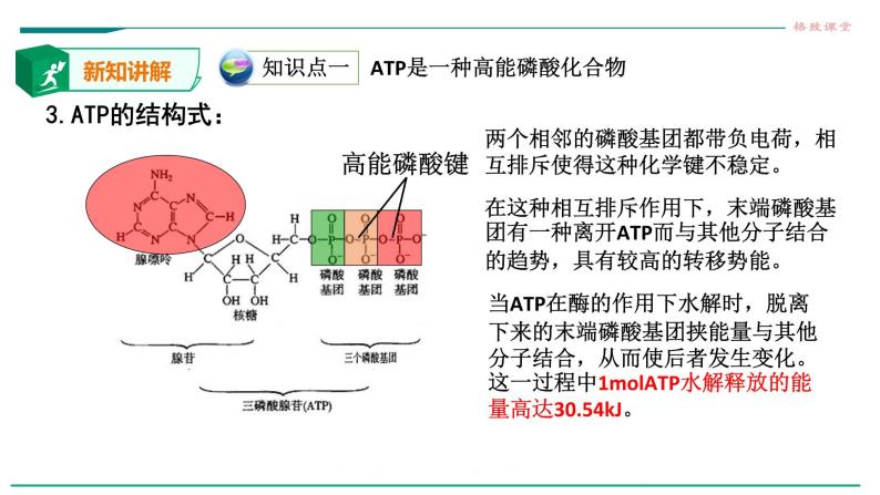 高中生物必修一 5.2细胞中的能量货币ATP 课件05