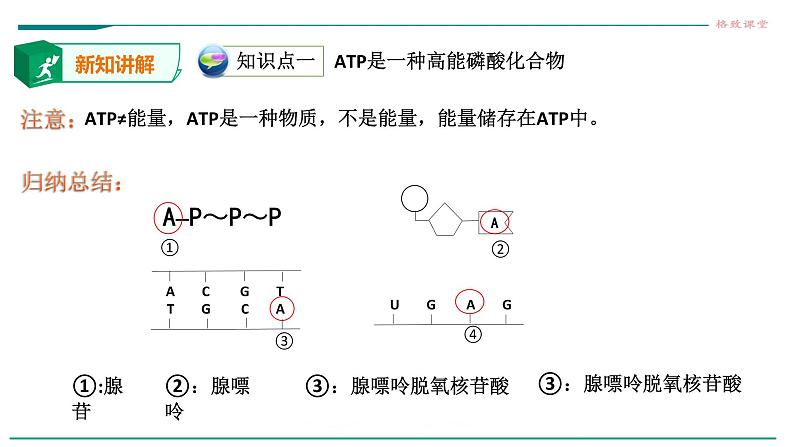 高中生物必修一 5.2细胞中的能量货币ATP 课件06