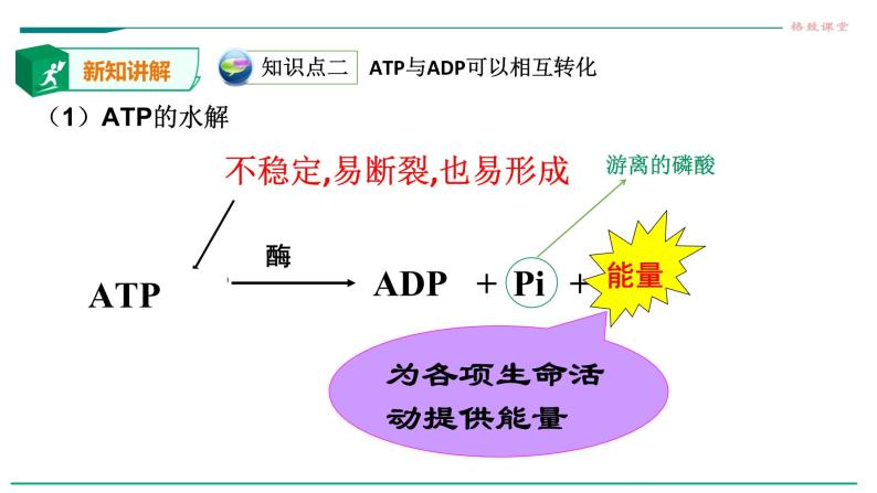 高中生物必修一 5.2细胞中的能量货币ATP 课件07