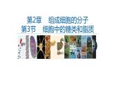高中生物必修一 2.3细胞中的糖和脂质 课件-2021-2022学年高一上学期
