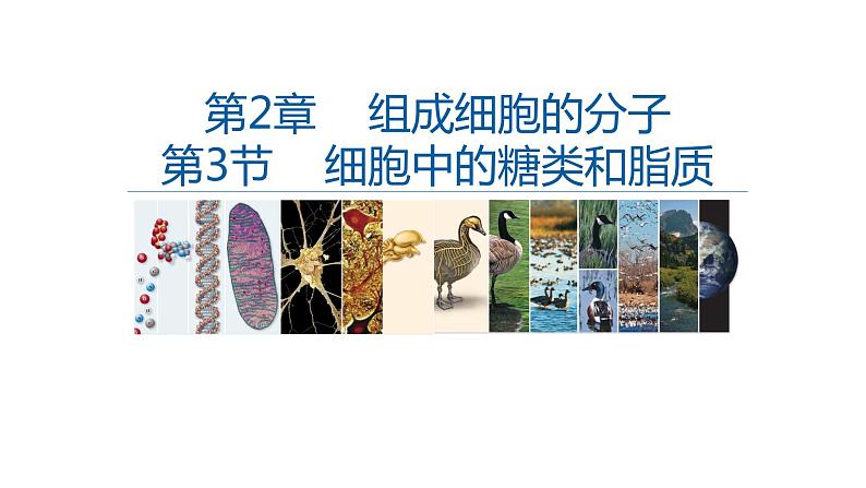 高中生物必修一 2.3细胞中的糖和脂质 课件-2021-2022学年高一上学期第1页