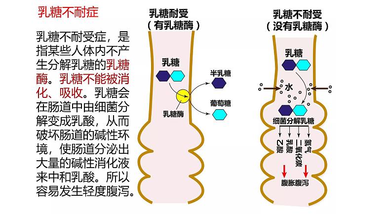 高中生物必修一 2.3细胞中的糖和脂质 课件-2021-2022学年高一上学期第6页