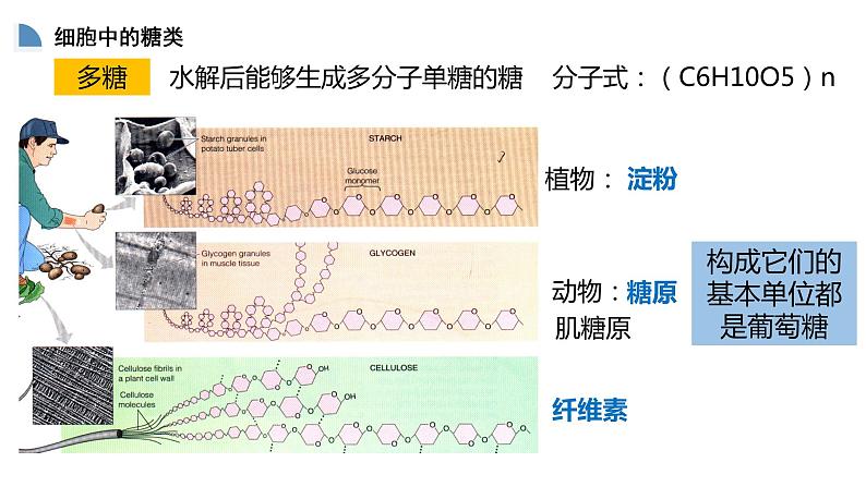 高中生物必修一 2.3细胞中的糖和脂质 课件-2021-2022学年高一上学期第7页