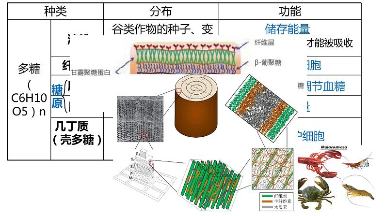 高中生物必修一 2.3细胞中的糖和脂质 课件-2021-2022学年高一上学期第8页