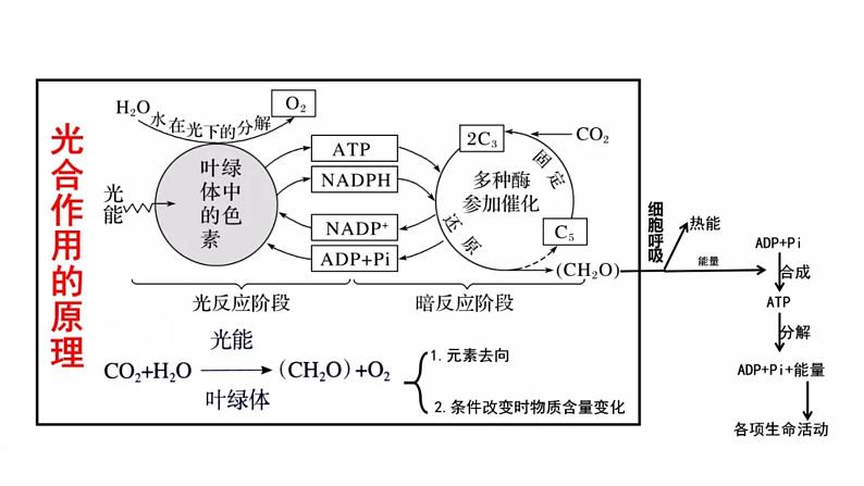 高中生物必修一 5.4光合作用与能量转化(3) 课件-2021-2022学年高一上学期第2页