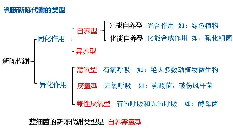 高中生物必修一 5.4光合作用与能量转化(3) 课件-2021-2022学年高一上学期第5页