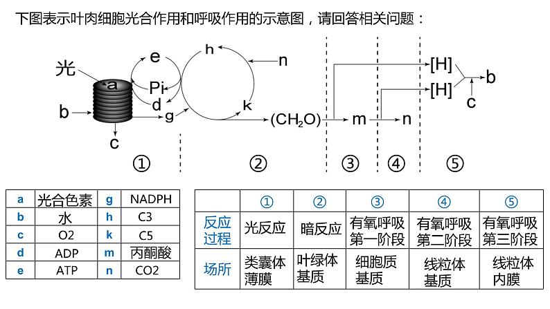 高中生物必修一 5.4光合作用与能量转化(3) 课件-2021-2022学年高一上学期第6页