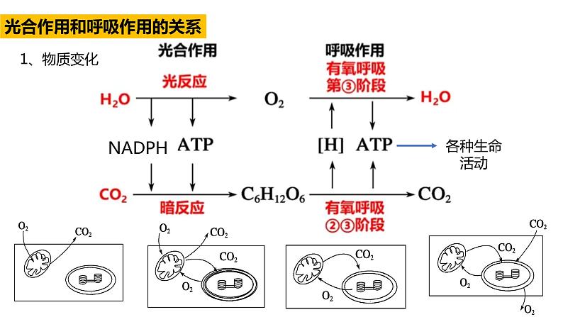 高中生物必修一 5.4光合作用与能量转化(3) 课件-2021-2022学年高一上学期第7页