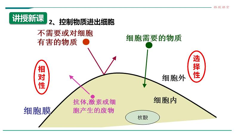 高中生物必修一 3.1细胞膜的结构和功能（课时1）第7页