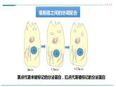 高中生物必修一 3.2细胞器之间的分工合作（课时 课件