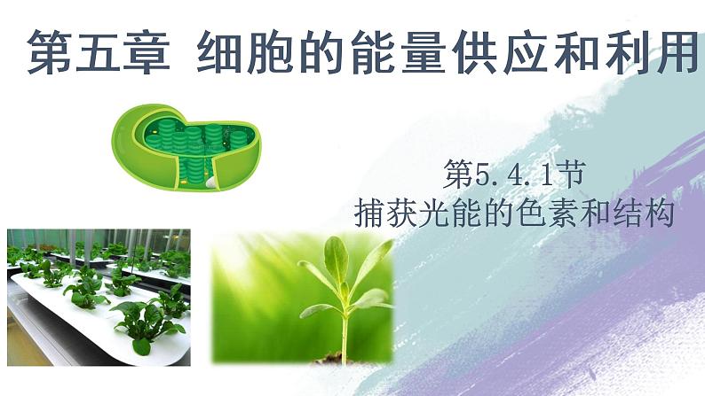 高中生物必修一 5.4.1 捕获光能的色素和结构 课件01
